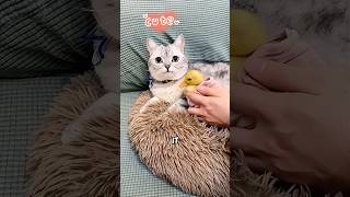 A Male Cat Incubates A Duck Egg