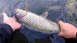 Fly Fishing - Episode 16 - Carp Fly Fishing