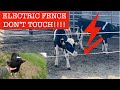 WHEN CALVES MEET THE ELECTRIC FENCE!!  RESULTS ARE SHOCKING