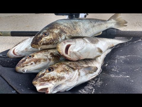 Catching MY LIMIT - Fishing for KINGFISH on the Sand Flea Surf Beach