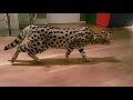 She looks like a cheetah!! Beautiful f1 Savannah Cat