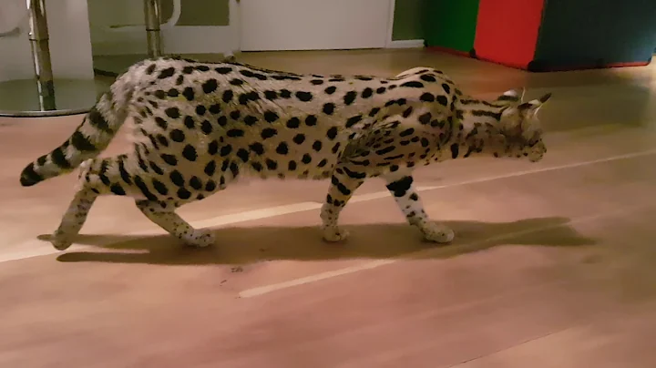 Watch the video about She looks like a cheetah!! Beautiful f1 Savannah Cat
