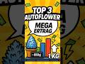 Top 3 Autoflower | Höchster Ertrag
