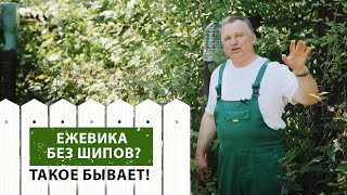 ЕЖЕВИКА БЕЗ ШИПОВ? ТАКОЕ БЫВАЕТ!