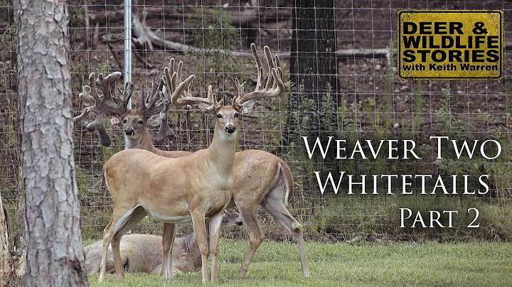 Large Alabama Whitetails | Weaver Two Whitetails P...