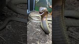King Cobra Security! #shorts #short #animal #nature #reptiles #snake #cobra #kingcobra