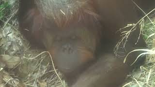 국내 최고령 오랑우탄 오순 Oldest Orangutan in Korea, "Osun"