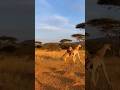 Lion vs Giraffe Mother… Maternal Fury Wins 🦁🦒사자 vs 기린 어미… 모성의 분노 승리 🦁🦒ライオンvs母キリン…母の力が勝つ🦁🦒 THE END!