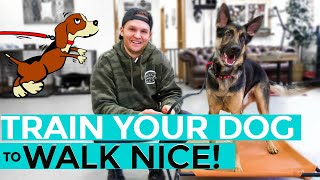 How to leash train your dog not to pull + dog training loose lead walking