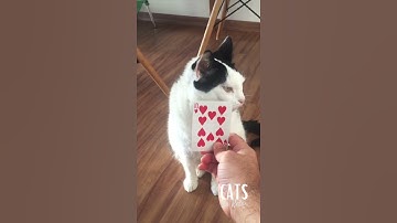 Performing Magic Tricks for Cats #Shorts