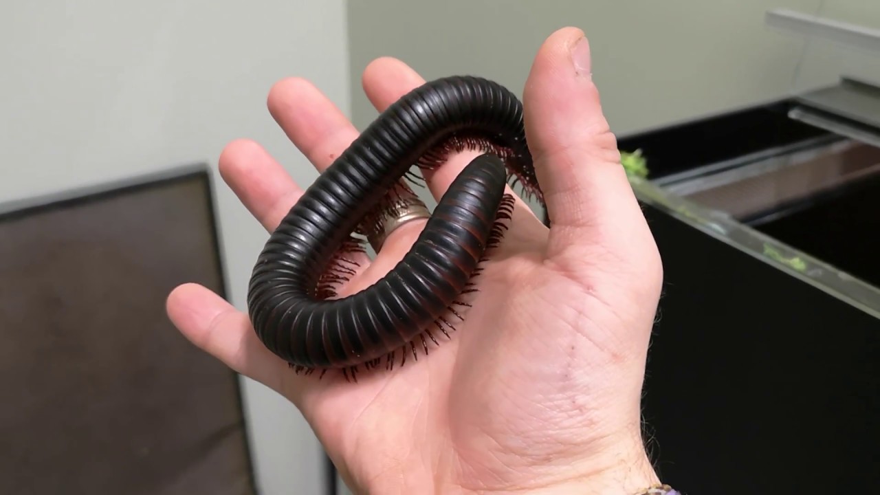 snake oil Giant African Millipede