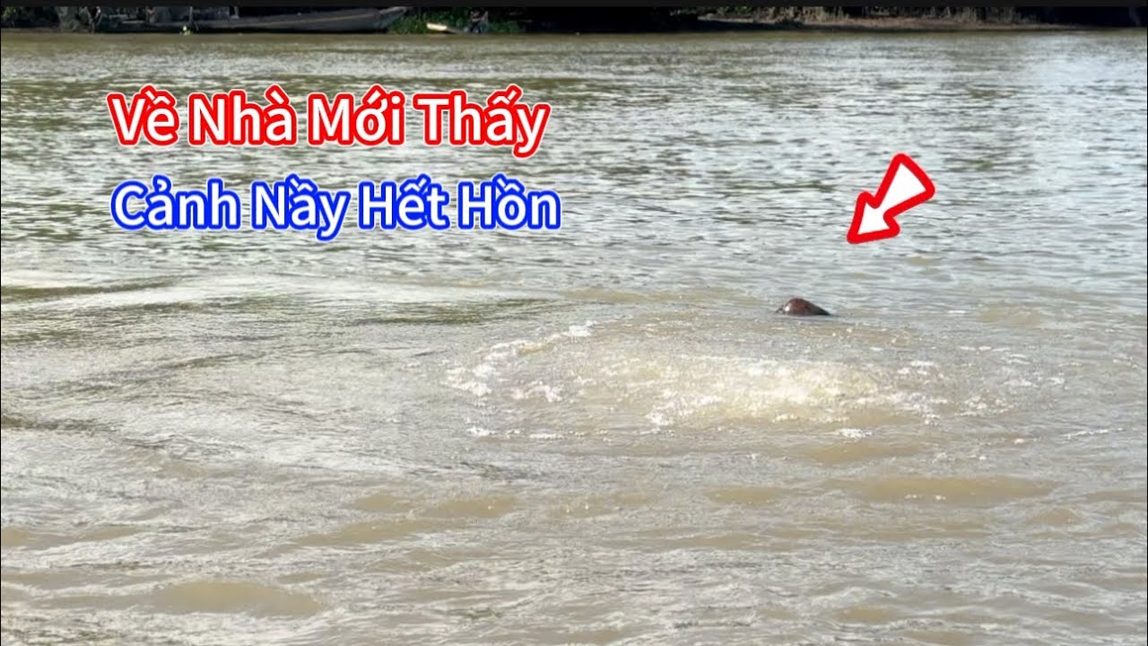 Đi Chài  Lặn Máy Hơi Gặp Nầy ỚN LẠNH Nổi Da Gà. Going Fishing and Encountering This Chilling Scene