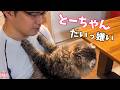 かーさんと父ちゃんで露骨に態度を変えてくる猫たちが面白すぎるｗ