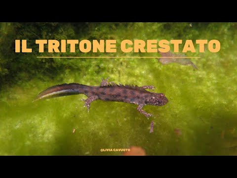 Video: Tritone crestato: foto, curiosità