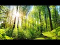 Relaxing Music for Stress Relief. Calm Celtic Music for Meditation, Healing Therapy, Sleep, Yoga