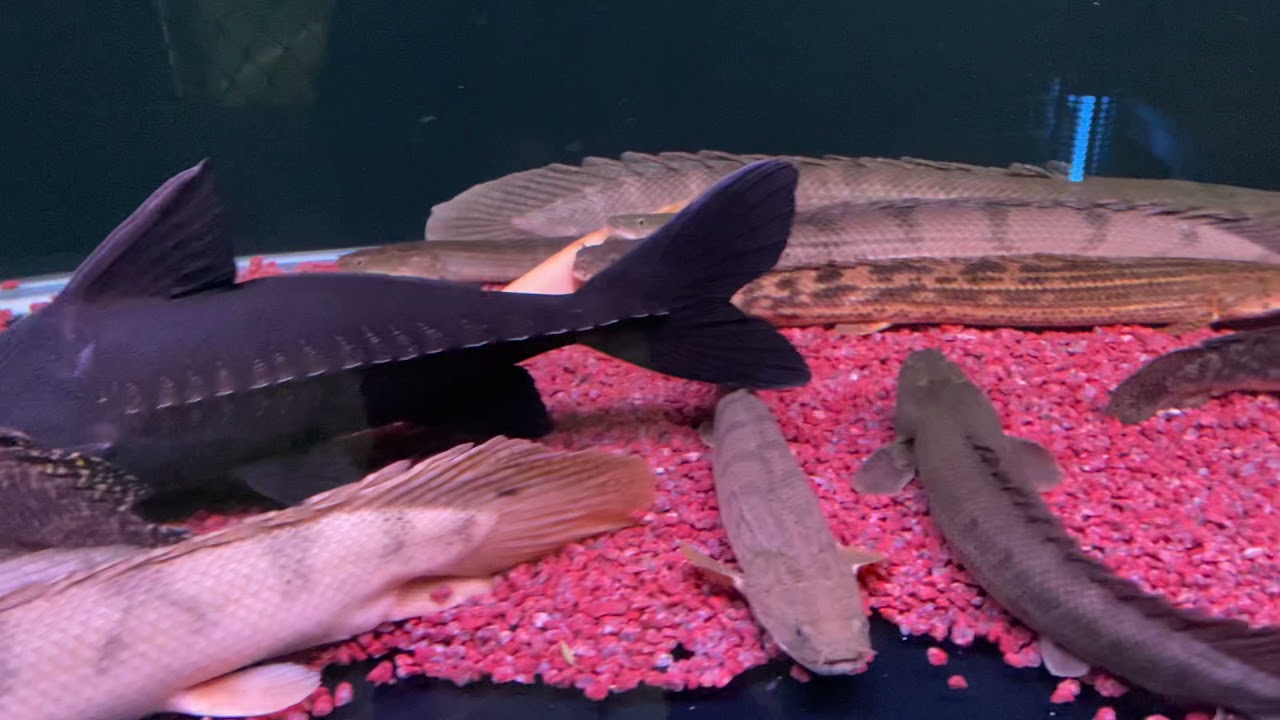 開心水族箱 Ancient古代水槽 血紅龍scleropages Formosus 恐龍魚polypteridae 古代魚 大型魚 熱帶魚tropical Fish 水中增豔燈 Youtube