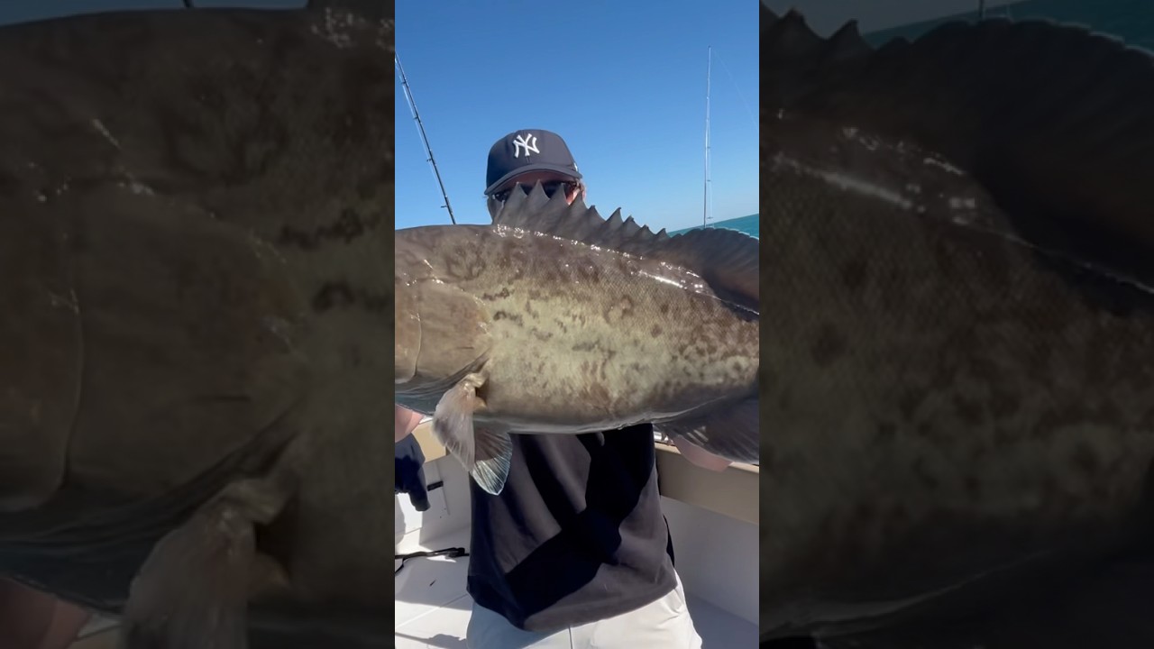 Крупный групер 