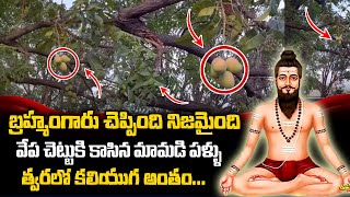 Mystery of Mangoes Growing on Neem Tree | వేప చెట్టుకు మామిడి పండ్లు.. | Mangoes in Neem Tree