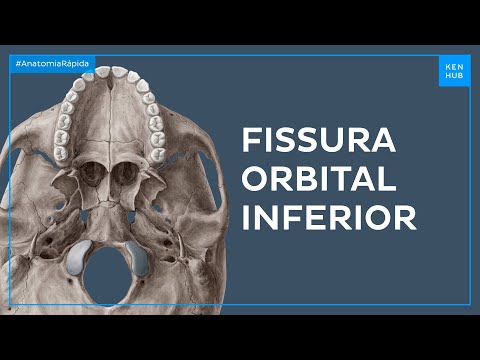 Fissura orbital inferior - Anatomia Fácil | Kenhub