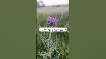 القرآن الكريم بصوت جميل #القران_الكريم #اكسبلور #تيك_توك #المصحف #لايك #راحة_نفسية #دويتو #ترند
