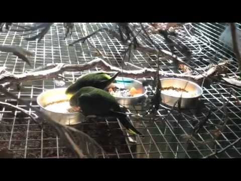 Orange-bellied Parrots (Neophema chrysogaster) Recovery Breeding Program. Priam Research & Breeding