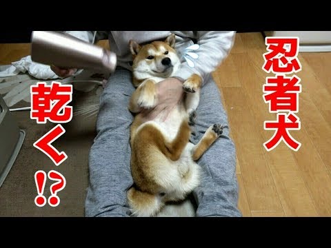 京の柴犬 てんちゃん 風呂あがりに暴れる 太郎の犬モノガタリ １０３ Youtube