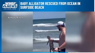 Baby alligator rescued from ocean in Surfside Beach