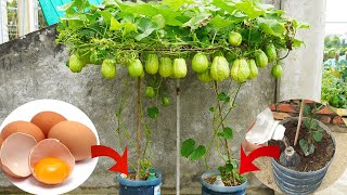 Surprised With How Easy It Is To Grow Chayote In Plastic Containers And Give Lots Of Fruit