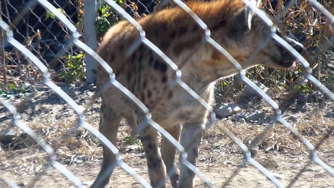 camera iphone 8 plus apk Feeding Time for Hyenas at Historic Space Farms Zoo