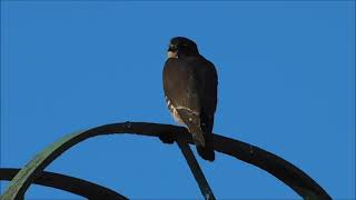 Merlin Falcon in my backyard in Queens NYC