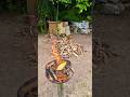 Saturday PM Corn Cob on The Fire🔥🌽, Our Favourite😋. #farm #ideias #farmlife #barbecue #grill #corn