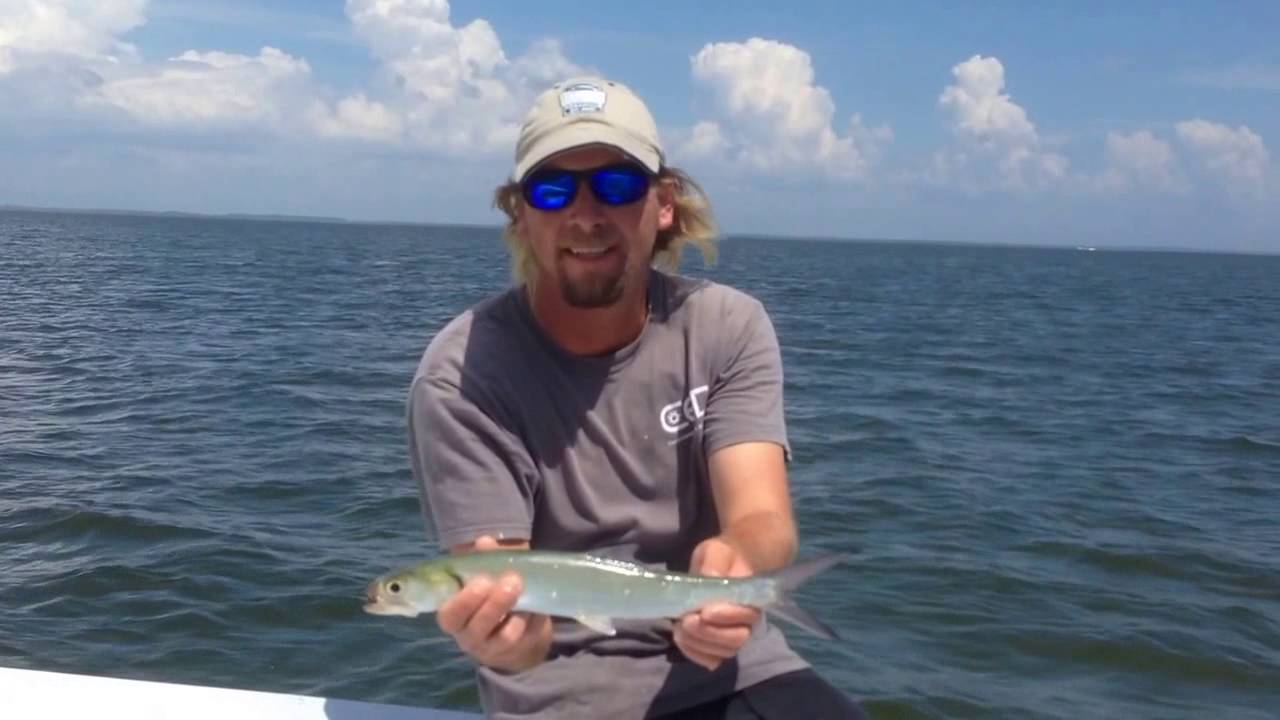 Ladyfish, Great Cut Bait & Fun Fighters, 8416 YouTube