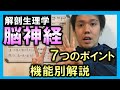 【基礎から勉強・解剖生理学】脳神経【理学療法士・作業療法士】