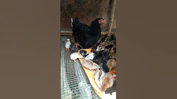 Uleaji Wa Vifaranga Wa Kienyeji Day 2 