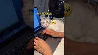 Cats' Adorable Attention Seeking Behavior