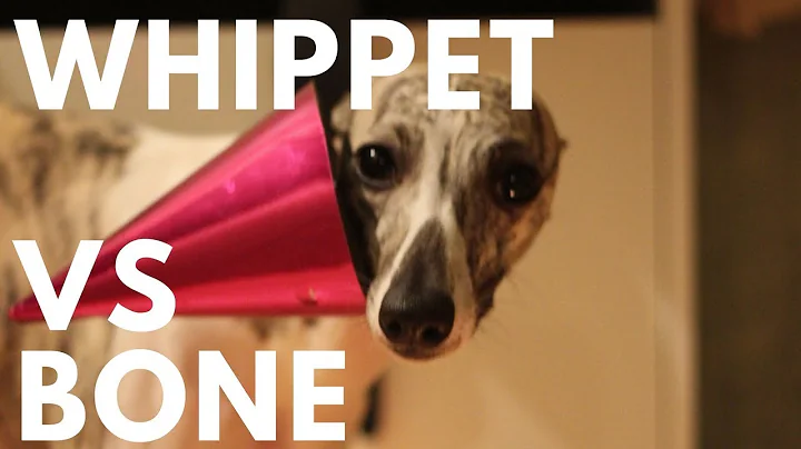Whippet Vs Bone Speed Video