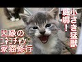 因縁のコネコチャン、保護されて家猫修行を開始する　The domestic kitten training