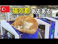 猫の都イスタンブールあるある言いたい