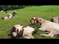 Привесы бычков на молодой траве