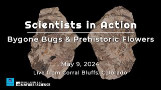 Scientists in Action: Bygone Bugs & Prehistoric Flowers