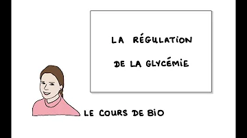 Comment le pancréas participe à l'homéostasie glucidique ?