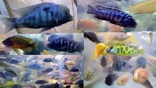 Cichlid Fish Kurla Fish Market