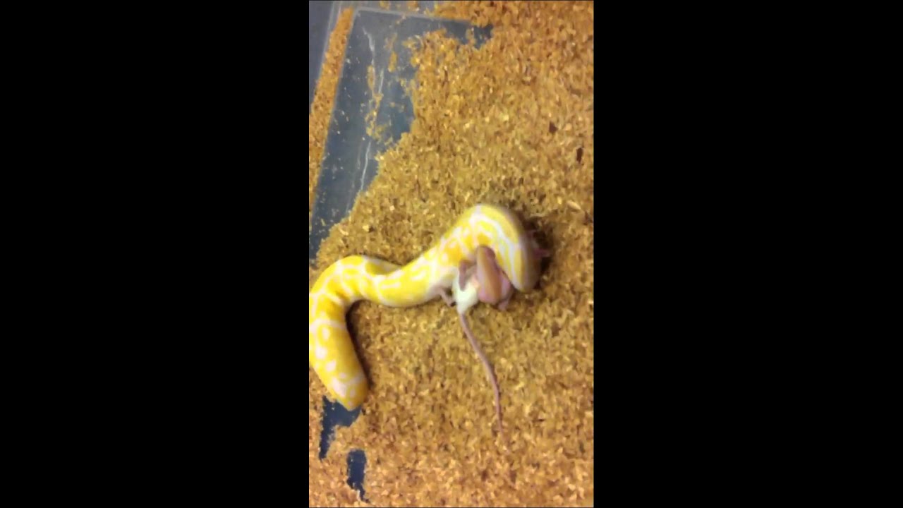 geckos food albino ball python just kill a mouse