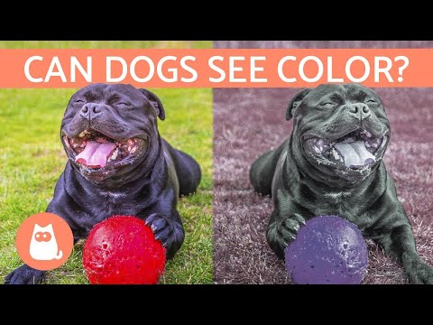 Vídeo: Os Cães São Daltônicos? Exemplos De Dog Color Vision