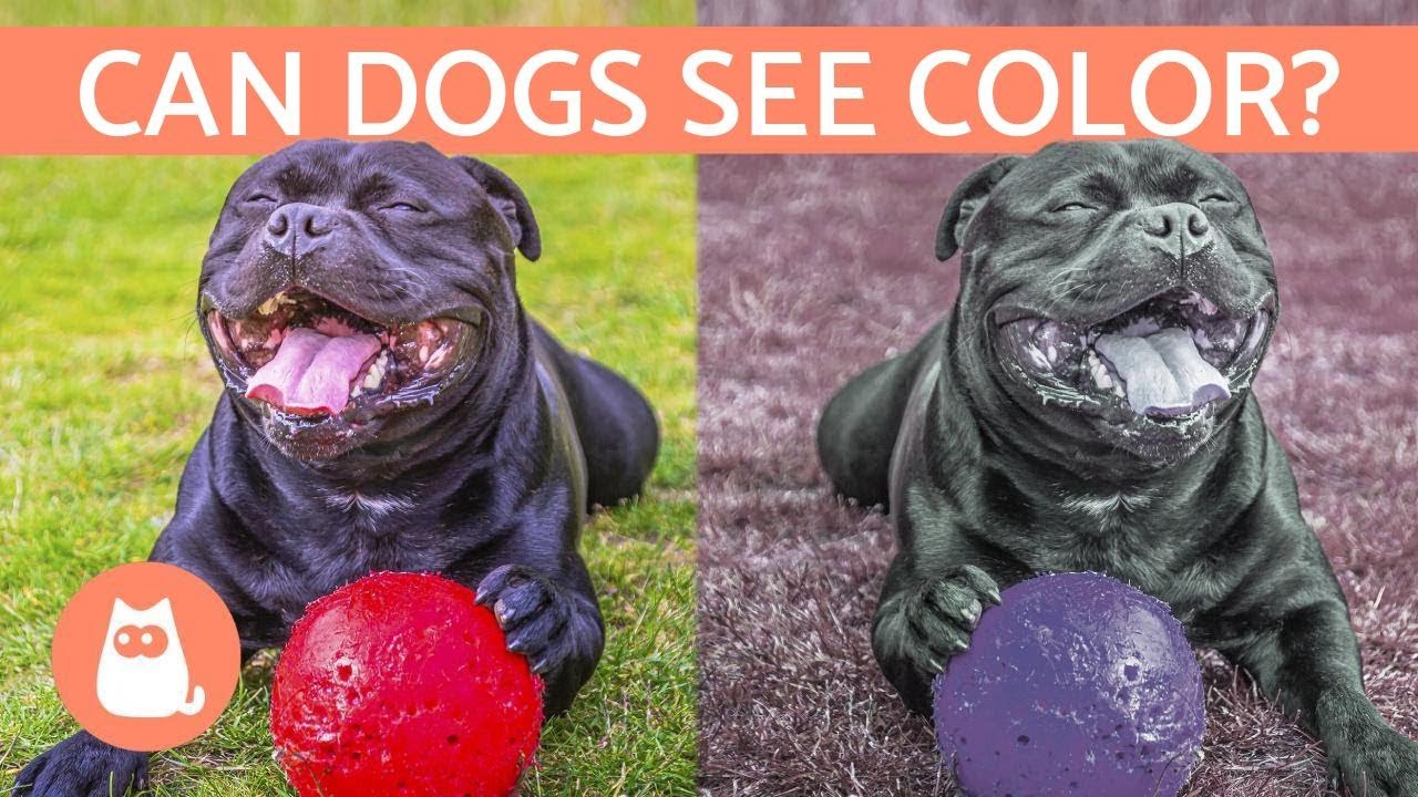 Can Dogs See Color? - How A Dog'S Vision Works