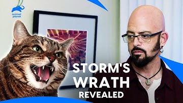This Owner Has To Put Down Her Cat if One More Complaint Receive |  My Cat From Hell | Animal Planet