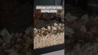 My African soft fur rats munching on a plum. #africansoftfurrat #asf #pets #rat screenshot 5
