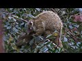 Green Ringtail Possum and baby at Atherton Tablelands Birdwatchers&#39; Cabin