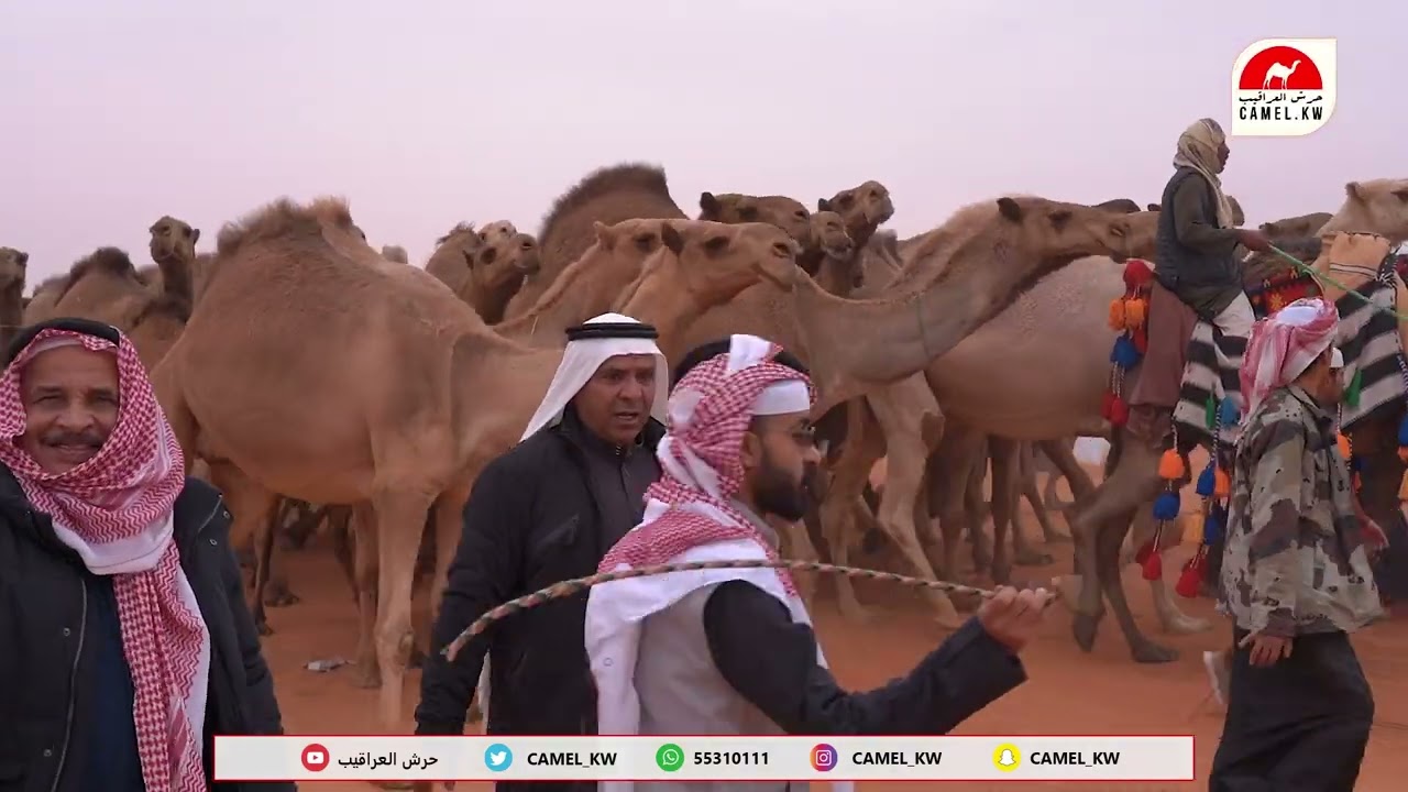 مسيرة سمارات للمالك رجل الأعمال حامد بن سعود بن سمار الكرشمي