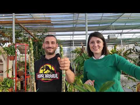 Video: Tecniche di potatura della plumeria: scopri come far ramificare la plumeria